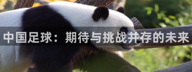  中国足球：期待与挑战并存的未来