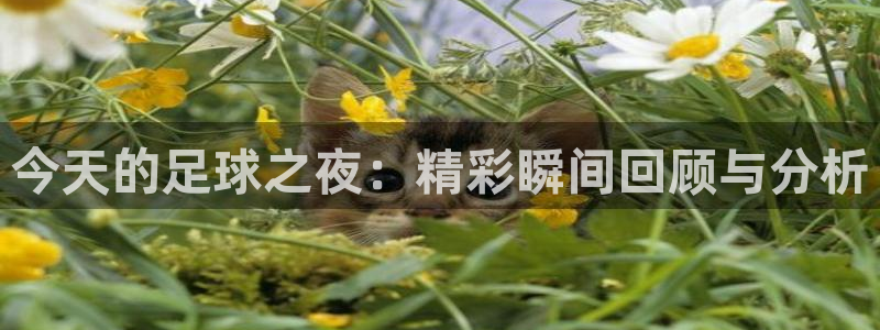 今天的足球之夜：精彩瞬间回顾与分析